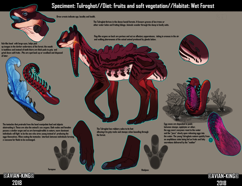 alien ambiguous_gender avian-king blue_penis countershade_torso countershading egg english_text feet feral footprint genitals hi_res long_ears long_legs model_sheet nails paws penis plant quadruped red_body short_tail solo text toes water white_body