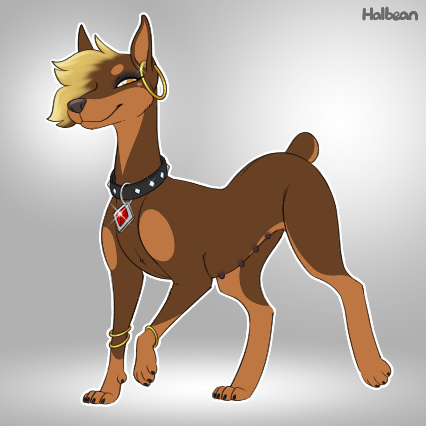 1:1 2021 blonde_hair bracelet brown_body brown_fur canid canine canis collar digital_drawing_(artwork) digital_media_(artwork) digitigrade dobermann domestic_dog ear_piercing ear_ring female feral fur grey_background hair halbean hi_res jewelry looking_at_viewer mammal multi_nipple multicolored_body multicolored_fur nipples paws pepper_(halbean) piercing pinscher short_tail simple_background smile solo two_tone_body two_tone_fur yellow_eyes