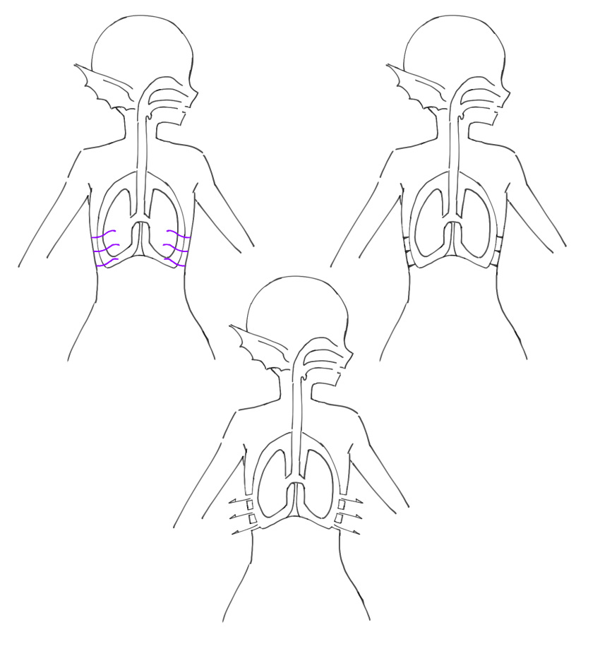 ambiguous_gender anatomy breathing diagram ear_fins female fin gills hi_res humanoid humanoid_pointy_ears kaname_buccaneer lung macross madiblitz marine merfolk model_sheet organs solo split_form