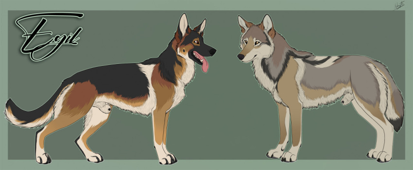 animal_genitalia canid canine canis domestic_dog duo feral fully_sheathed fur genitals german_shepherd herding_dog husky hybernation male mammal model_sheet multicolored_body multicolored_fur nordic_sled_dog pastoral_dog sheath simple_background spitz standing tongue tongue_out