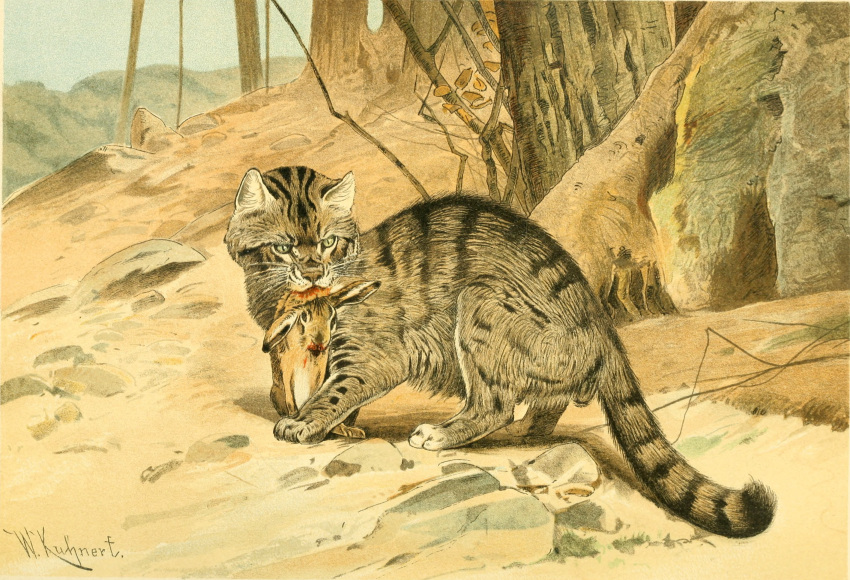 1893 19th_century ambiguous_gender ancient_furry_art bite blood bodily_fluids brown_body brown_fur death detailed_background digitigrade duo european_wildcat felid feline felis feral friedrich_wilhelm_kuhnert fur head_markings hi_res lagomorph leporid long_ears looking_back mammal markings nude outside predator/prey pupils quadruped signature size_difference slit_pupils standing text traditional_media_(artwork) whiskers wildcat