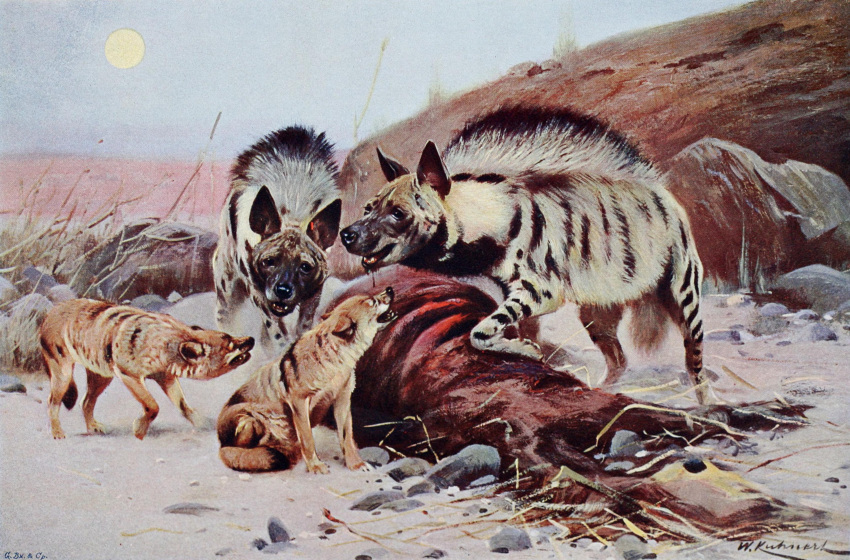 1916 20th_century absurd_res ambiguous_gender ancient_furry_art black_body black_fur brown_body brown_fur canid canine canis carcass detailed_background digitigrade english_text feral friedrich_wilhelm_kuhnert fur golden_jackal group hi_res hyaenid jackal mammal mane nude outside painting_(artwork) public_domain quadruped signature sitting sky striped_body striped_fur striped_hyena stripes text traditional_media_(artwork)