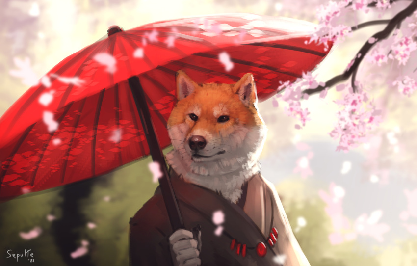 2021 anthro asian_clothing canid canine canis cherry_blossom clothed clothing detailed detailed_fur domestic_dog east_asian_clothing hi_res japanese japanese_clothing male mammal plant sepulte shiba_inu signature solo spitz umbrella