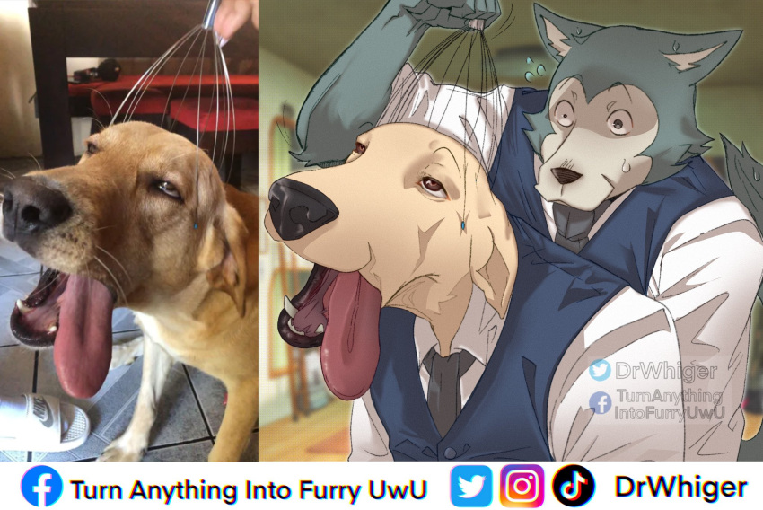 2021 anthro anthrofied beastars bird_dog canid canine canis clothed clothing domestic_dog dr.whiger dress_shirt duo english_text facebook feral hi_res holding_object humor hunting_dog instagram itching jack_(beastars) labrador legoshi_(beastars) looking_pleasured male mammal meme narrowed_eyes necktie open_mouth open_smile orgasmatron photo retriever scratching shirt smile teeth text tiktok tongue tongue_out topwear twitter url vest watermark wolf