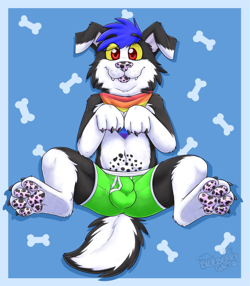 2021 anthro biped black_body black_ears black_fur blep blue_background blue_hair bone border boxers_(clothing) canid canine canis cheek_tuft clothed clothing collie cute_fangs domestic_dog eyebrow_through_hair eyebrows facial_tuft feet floppy_ears foot_focus fur gaokun green_clothing green_underwear hair herding_dog hi_res inner_ear_fluff kerchief male mammal markings multicolored_body multicolored_clothing multicolored_ears multicolored_fur multicolored_kerchief multicolored_underwear partially_clothed pastoral_dog pawpads presenting_bulge rainbow_clothing rainbow_kerchief red_eyes sheepdog simple_background solo spots spotted_markings spotted_pawpads tongue tongue_out translucent translucent_hair tuft two_tone_body two_tone_ears two_tone_fur underwear white_body white_border white_ears white_fur white_inner_ear yellow_sclera