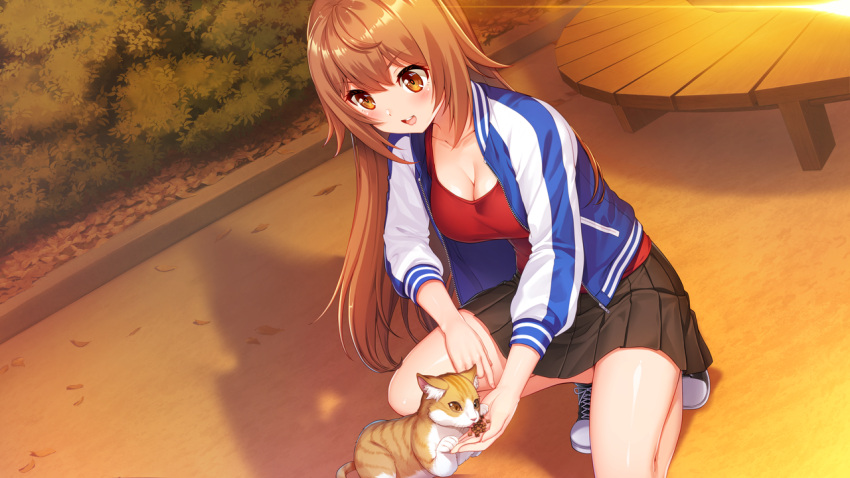 1girl :d akanesaki_tsubaki bangs black_skirt blue_jacket blush breasts brown_eyes brown_hair cat cleavage collarbone day dusk eyebrows_visible_through_hair feeding game_cg hair_between_eyes idoldays jacket large_breasts long_hair long_sleeves looking_down miniskirt official_art one_knee open_clothes open_jacket outdoors pleated_skirt red_shirt shinozuka_atsuto shiny shiny_hair shiny_skin shirt skirt smile solo straight_hair track_jacket very_long_hair