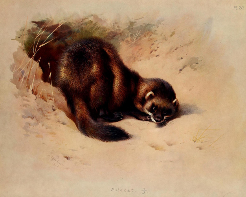 1918 20th_century 5:4 ambiguous_gender ancient_furry_art archibald_thorburn beady_eyes black_body black_fur brown_body brown_fur common_ferret dated english_text feral fur hi_res hole_(pit) looking_at_viewer mammal mustela mustelid musteline no_sclera nude outside public_domain quadruped signature solo text true_musteline whiskers