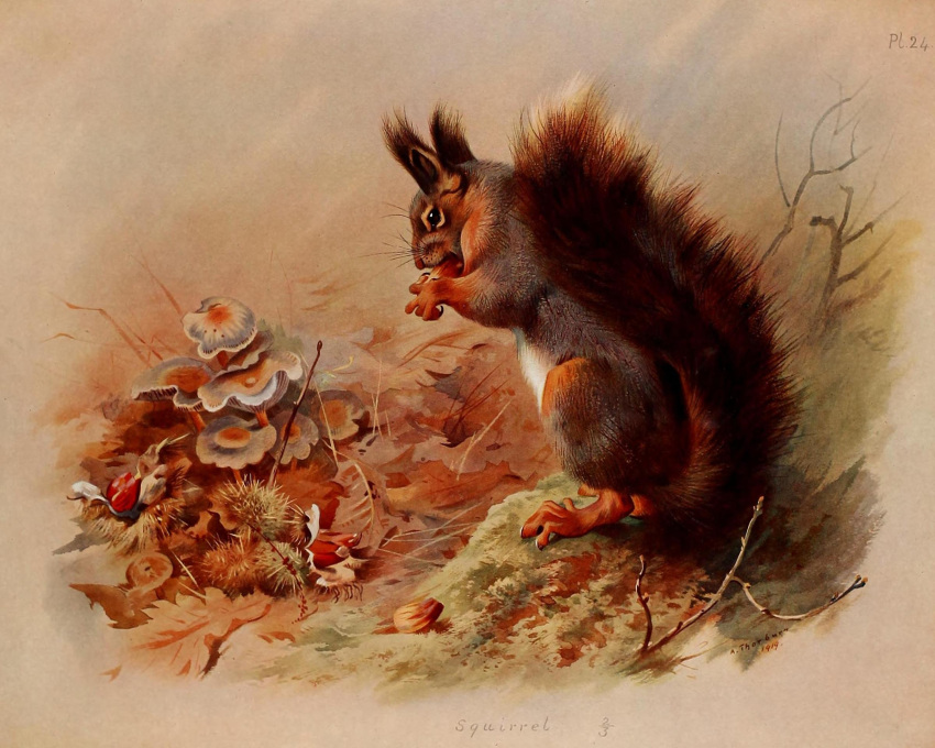 1919 20th_century ambiguous_gender ancient_furry_art archibald_thorburn belly big_tail brown_body brown_fur dated detailed_background eating english_text eurasian_red_squirrel fallen_leaves feral fluffy fluffy_tail food fungus fur grey_body grey_fur hi_res holding_food holding_object leaf mammal multicolored_body multicolored_fur mushroom nude outside public_domain rodent sciurid signature sitting solo text traditional_media_(artwork) tree_squirrel white_belly