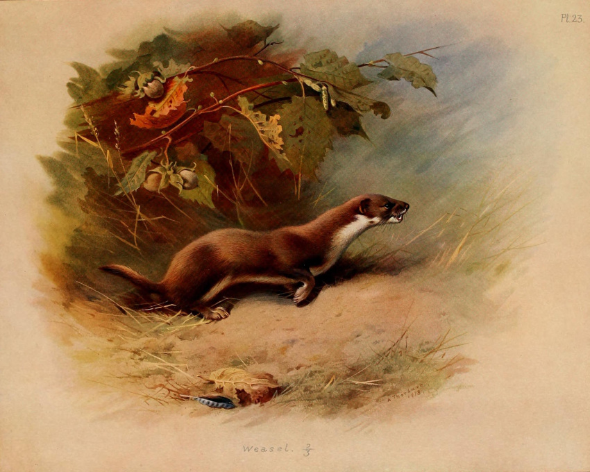 1918 20th_century 5:4 ambiguous_gender ancient_art archibald_thorburn brown_body brown_fur english_text fallen_leaves feral fur hi_res least_weasel loose_feather mammal mustela mustelid musteline outside public_domain quadruped signature solo text traditional_media_(artwork) true_musteline white_body white_fur