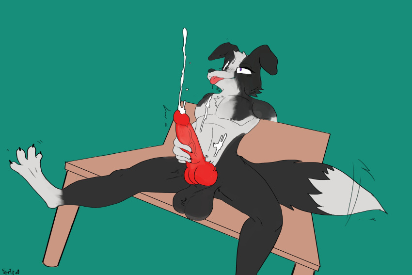 absurd_res animal_genitalia animal_penis anthro balls bench big_balls bodily_fluids border_collie canid canine canine_penis canis collie cum cum_on_chest cum_on_own_chest cum_on_self domestic_dog ferty genital_fluids genitals hand_on_own_penis herding_dog hi_res knot looking_pleasured male mammal masturbation nude on_bench orgasm pastoral_dog paws penis sheepdog simple_background sitting solo tail_motion tailwag tongue tongue_out