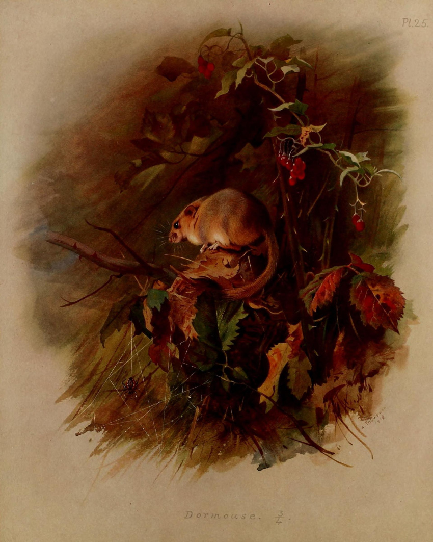 1918 20th_century absurd_res ambiguous_gender ancient_art archibald_thorburn beady_eyes brown_body brown_fur dormouse english_text feral fur hi_res leaf mammal no_sclera nude plant public_domain quadruped rodent signature solo species_name text traditional_media_(artwork) whiskers