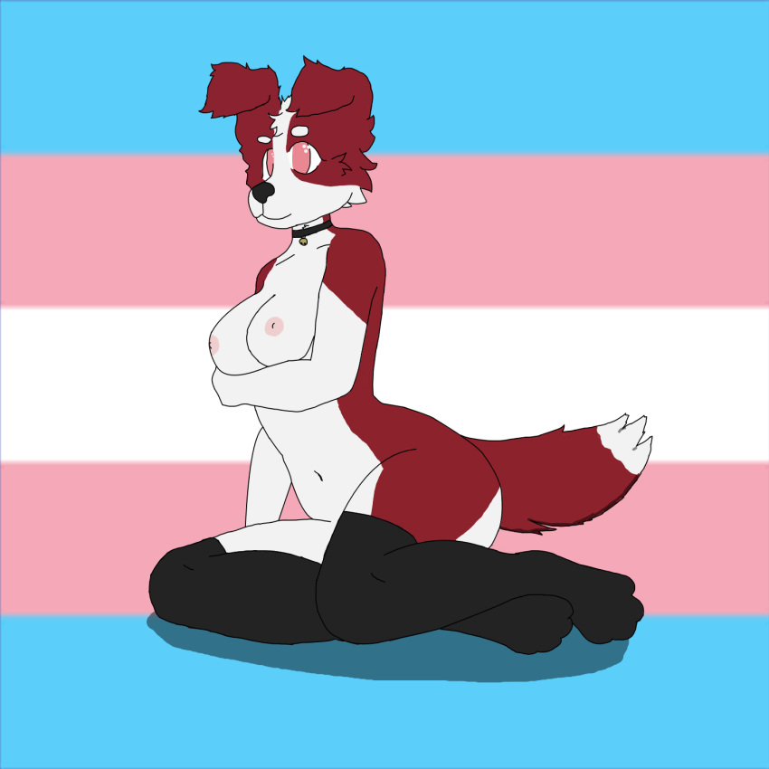 anthro border_collie canid canine canis cherrythecollieuwu collie domestic_dog female herding_dog hi_res humanoid lgbt_pride mammal pastoral_dog pride_colors sheepdog solo solo_focus trans_(lore) trans_woman_(lore) transgender_pride_colors