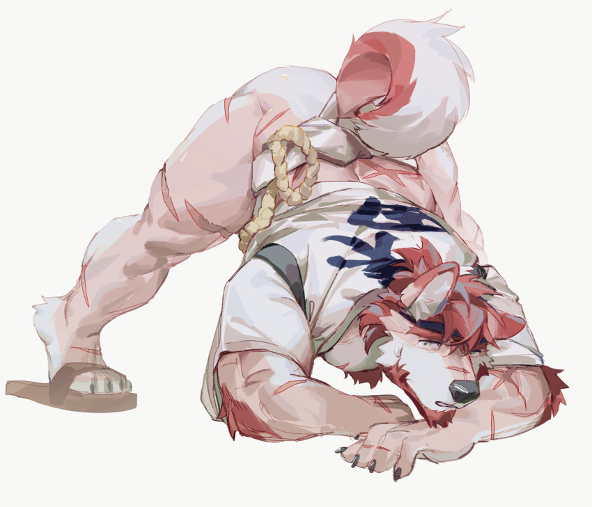 1boy animal_ears arm_rest ass bara blush body_fur chest_hair clothing_aside dog_ears dog_tail facial_hair full_body fundoshi fundoshi_aside furry furry_male goatee hands_on_ground happi happy headband highres jack-o'_challenge japanese_clothes looking_at_viewer male_focus mature_male meme muscular muscular_male original pectorals pink_fur rope sandals scar scar_on_face scar_on_nose seato-hao short_hair snout solo spread_legs tail thick_thighs thighs top-down_bottom-up white_background wide_spread_legs