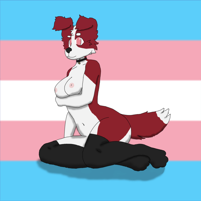 1:1 anthro black_nose border_collie breasts canid canine canis cheek_tuft cherrythecollieuwu clothing collie dipstick_tail domestic_dog facial_tuft female floppy_ears footwear fur herding_dog hi_res humanoid lgbt_pride mammal markings navel pastoral_dog pink_eyes pride_colors red_body red_fur red_tail shadow sheepdog socks solo tail_markings trans_(lore) trans_woman_(lore) transgender_pride_colors tuft white_body white_fur white_tail