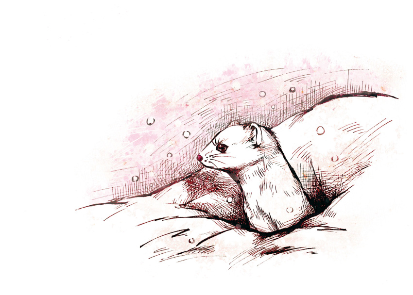 animal animal_focus calligraphy_brush_(medium) commentary highres looking_ahead mahos_san millipen_(medium) no_humans original simple_background snow stoat traditional_media weasel white_background