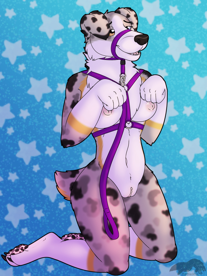 absurd_res anthro australian_shepherd begging begging_pose breasts canid canine canis collar domestic_dog female fetishbruary genitals halter harness head_harness herding_dog hi_res leash mammal merle nipples pastoral_dog pose pussy sheepdog thatblackfox_(artist)