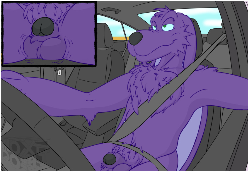 alien anthro big_ears canid canine car casual_nudity chest_tuft delvin_(character) driving exhibitionism fur genital_close_up genitals hi_res male mammal nude nudist penis penis_close-up poking_out purple_body purple_fur relaxed_expression smile solo tuft vehicle x231_(artist)