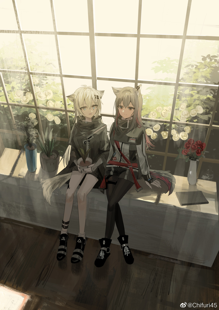 2girls absurdres animal_ears arknights black_capelet black_footwear black_gloves black_jacket black_legwear black_nails black_shorts blue_eyes capelet chihuri ear_piercing eyebrows_visible_through_hair fingerless_gloves flower full_body gloves hair_between_eyes highres holding holding_pot id_card jacket lappland_(arknights) looking_at_viewer multicolored_clothes multicolored_jacket multiple_girls open_mouth orange_eyes pantyhose piercing plant pot potted_plant red_flower shoes short_shorts shorts sitting socks sunlight tail texas_(arknights) two-tone_jacket weibo_username white_jacket white_legwear window wolf_ears wolf_girl wolf_tail