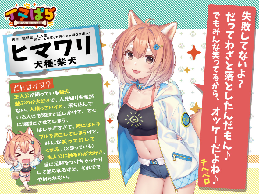 1girl animal_ears breasts brown_hair character_request closed_mouth collar collarbone denim denim_shorts dog_ears dog_girl dog_tail eyebrows_visible_through_hair highres inupara large_breasts looking_at_viewer micro_shorts navel official_art sayori_(neko_works) short_hair shorts solo tail thick_eyebrows tongue tongue_out translation_request white_hair