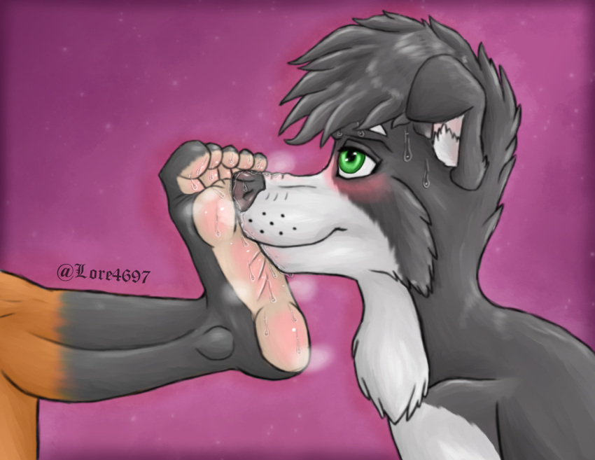5_toes anthro blush bodily_fluids border_collie canid canine canis collie digital_media_(artwork) domestic_dog feet foot_fetish foot_sniffing fox herding_dog hi_res humanoid_feet lore4697 male mammal pastoral_dog sheepdog sniffing solo sweat toes