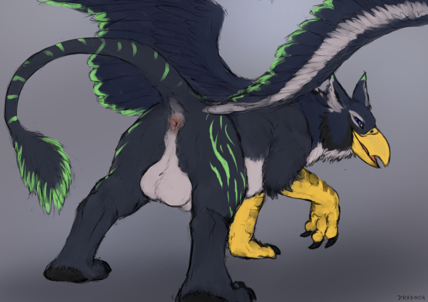 2022 anus avian balls beak butt dradmon feathered_wings feathers feral fur genitals gryphon hi_res looking_at_viewer looking_back male mythological_avian mythology nude presenting presenting_hindquarters raised_tail solo toumak_(character) wings
