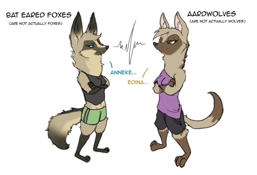 2022 aardwolf anneke_(weaver) anthro barefoot bat-eared_fox biped black_body black_fur black_nose blue_eyes bottomwear breasts brown_body brown_eyes brown_fur canid canine cheek_tuft clothed clothing crossed_arms dialogue dipstick_tail duo edina_(robcivecat) english_text eye_contact facial_markings facial_tuft feet female fur gloves_(marking) grey_body grey_fur half-closed_eyes head_markings head_tuft hyaenid leg_markings looking_at_another mammal markings midriff narrowed_eyes navel neck_tuft pack_street robcivecat shirt shorts shoulder_tuft simple_background socks_(marking) standing tail_markings tank_top text topwear tuft v-cut white_background