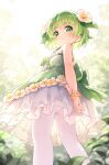  1girl arms_behind_back ass back_bow bare_shoulders blurry blurry_background blush bow closed_mouth commentary_request depth_of_field dress flower frilled_dress frills from_behind from_below green_bow green_dress green_eyes green_hair hair_flower hair_ornament highres kinoko-san kito_(sorahate) looking_at_viewer looking_back looking_down original panties panties_under_pantyhose pantyhose short_eyebrows sleeveless sleeveless_dress smile solo thick_eyebrows underwear white_flower white_legwear 