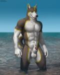  2022 absurd_res animal_genitalia anthro balls canid canine canis domestic_dog genitals hi_res husky male mammal muscular muscular_anthro muscular_male navel nordic_sled_dog patreon penis penis_tip sand sea sheath solo spitz text tongue tongue_out url virtyalfobo water 
