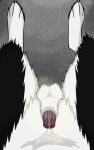 absurd_res anatomically_correct anatomically_correct_genitalia anatomically_correct_penis animal_genitalia animal_penis anthro balls bodily_fluids border_collie canid canine canine_penis canis collie digitigrade domestic_dog first_person_view fur genital_fluids genitals herding_dog hi_res male mammal musk musk_clouds pastoral_dog penis precum sheath sheepdog skuru skuru_(character) solo wet wet_body wet_fur 