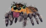  arachnid arthropod concept_art dreamworks feral jesse_aclin ms._tarantula_(the_bad_guys) multi_eye multi_leg multi_limb mygalomorph official_art simple_background solo spider tarantula the_bad_guys 