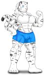  4_toes abs alpha_channel anthro biceps black_stripes blue_bottomwear blue_clothing blue_eyes blue_shorts body_hair bottomwear boxer_briefs chest_tuft clothing day-tripper-guy digital_drawing_(artwork) digital_media_(artwork) dipstick_tail feet felid flexing fur hair hand_on_hip happy_trail long_hair looking_at_viewer male mammal markings muscular muscular_anthro muscular_legs muscular_male muscular_thighs pantherine pecs samson_(krauser018) shadow shorts shorts_only simple_background smile smiling_at_viewer solo striped_markings striped_tail stripes tail_markings tiger tight_clothing toes transparent_background tuft underwear white_body white_fur white_hair 