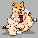  animal_genitalia animal_penis anus balls bodily_fluids butt canid canine canine_penis canis cum cum_on_penis curled_tail domestic_dog feral fur genital_fluids genitals haku_(hdoge) hdoge_(artist) looking_pleasured lying male mammal masturbation multicolored_body multicolored_fur on_back pawpads paws penis rear_view red_eyes shiba_inu simple_background solo spitz tongue tongue_out two_tone_body two_tone_fur 