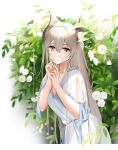  1girl arms_up bangs breasts brown_eyes collarbone dragon_girl dragon_horns dress eyebrows_visible_through_hair falling_leaves flower grey_hair highres holding holding_flower horns leaf long_hair looking_at_viewer original qing_wu short_sleeves simple_background solo standing white_dress 