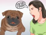  absurd_res ambiguous_gender canid canine canis derp_eyes domestic_dog female feral hi_res human humor mammal molosser open_mouth pug small_molosser solo toy_dog unknown_artist wikihow yelling 