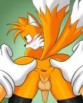  absurd_res andromorph animal_humanoid anus balls butt canid canid_humanoid canine canine_humanoid clothing embarrassed fox fox_humanoid fur genitals gloves hand_on_butt handwear hi_res humanoid intersex legwear male male/male mammal mammal_humanoid miles_prower orange_body orange_fur sega sodaska solo sonic_the_hedgehog_(series) spread_anus spread_butt spreading stockings submissive submissive_male thigh_highs 