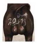  2019 anus backsack balls big_balls border brown_balls brown_fur brown_tail butt butt_shot colored cum cum_on_balls cum_on_butt darkmare faceless_male feral fur male mammal presenting presenting_anus rear_view simple_background solo suid suina sus_(pig) traditional_media_(artwork) white_background white_border wild_boar 