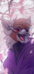  absurd_res angiewolf blurred_background canid canine clothing eyewear fox fur glasses hi_res hoodie mammal open_mouth purple_clothing purple_hoodie purple_topwear red_eyes signature teeth topwear 