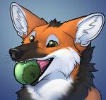  anthro apple apple_in_mouth black_body black_fur black_head_tuft black_lips black_nose canid canine cheek_tuft facial_tuft fangs feral food_in_mouth fur glistening glistening_eyes glistening_nose glistening_tongue green_eyes happy head_tuft hi_res inner_ear_fluff lips mammal maned_wolf neck_tuft orange_body orange_ears orange_fur pink_tongue simple_background skyelegs solo tongue tuft whiskers white_body white_fur white_inner_ear white_inner_ear_fluff 