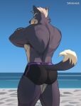  back_muscles beach biceps big_muscles black_nose butt canid canine canis clothing grey_body hi_res male mammal muscular nintendo seaside shugggie solo speedo star_fox swimwear video_games wolf wolf_o&#039;donnell 
