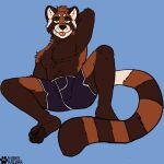 ailurid anthro bulge clothing hair hi_res huskyralvar injytech looking_at_viewer male mammal red_panda simple_background solo underwear