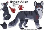 2014 3_tails aliasing ambiguous_gender black_text bluekyokitty canid canine countershade_fur countershading digital_drawing_(artwork) digital_media_(artwork) digitigrade ear_tuft english_text ethan-allen_(sebdoggo) eyebrows feral flat_colors fox fur grey_body grey_countershading grey_fur grey_inner_ear grey_nose kerchief male_(lore) mammal markings model_sheet multi_tail plaid_kerchief red_ear_tufts red_eyes red_kerchief red_markings sebdoggo simple_background smile snout solo standing striped_body striped_fur stripes tail text tuft white_background