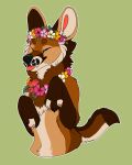 2018 absurd_res akamai_(maligaytor) anthro black_nose blep brown_body brown_eyebrows brown_fur canid canine canis circle_eyebrows digital_drawing_(artwork) digital_media_(artwork) eyebrows eyes_closed fangs flat_colors flower flower_crown fluffy_chest fur green_background half-length_portrait handpaw hi_res hibiscus hybrid jackal lei male maligaytor mammal maned_wolf nude outline paws pink_tongue plant portrait simple_background smile snout solo tail tan_body tan_fur teeth tongue tongue_out white_outline