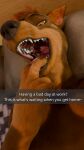 anthro canid canine canis carthagetech dobermann dobermann_(untied_verbeger) domestic_dog female hi_res mammal mottled_throat mouth_shot open_mouth phone_view pinscher solo teasing teasing_viewer teeth_showing untied_verbeger