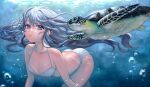  1girl :t air_bubble all_fours animal bangs bikini blue_eyes blue_hair breasts bubble caustics closed_mouth collarbone floating_hair freediving grey_hair halterneck holding_breath korean_commentary long_hair looking_at_viewer momemo ocean sea_turtle sidelocks small_breasts soul_worker stella_unibell submerged swimsuit turtle underwater very_long_hair white_bikini 