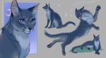 blue_body blue_eyes blue_fur bluestar_(warriors) domestic_cat felid feline felis female feral fur hi_res mammal solo star virta virtalion warriors_(book_series)