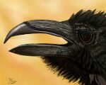  artist avian bird close-up corvid corvus_(genus) crow feral fluffy hi_res oscine passerine photorealism portrait realistic xcoreus 