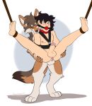  anal anal_penetration ankles_tied anthro anthro_dominating_human anthro_penetrating anthro_penetrating_human ball_gag balls_deep bdsm blush bodily_fluids bondage bound canid canine canis chest_strap collar coyote cum cum_in_ass cum_inside cum_while_penetrated duo from_behind_position front_view fucked_silly gag genital_fluids hi_res human human_on_anthro human_penetrated interspecies licking licking_lips licking_muzzle looking_pleasured male male/male mammal orlandofox penetration sex stand_and_carry_position standing standing_sex tongue tongue_out 