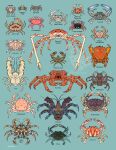 ambiguous_gender antennae_(anatomy) arthropod atlantic_sand_fiddler calico_crab coconut_crab crab crucifix_crab crustacean decapoda dungeness_crab english_text exoskeleton eyestalks feral flower_crab hi_res horsehair_crab japanese_spider_crab king_crab malacostracan marine paguroid pincers pom-pom_crab quailtea red_body red_exoskeleton red_king_crab samurai_crab sand_fiddler size_difference spanner_crab spider_crab strawberry_crab text yeti_crab