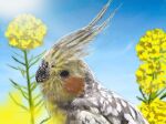  animal_focus beak bird black_eyes blue_sky cloud cockatiel day flower highres no_humans original parrot rapeseed_blossoms shiropooo sky sunlight upper_body yellow_flower 