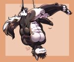  2022 absurd_res anthro barefoot biped black_hair black_penis candy.yeen character_request feet genitals hair hi_res male nude penis scar solo species_request upside_down 